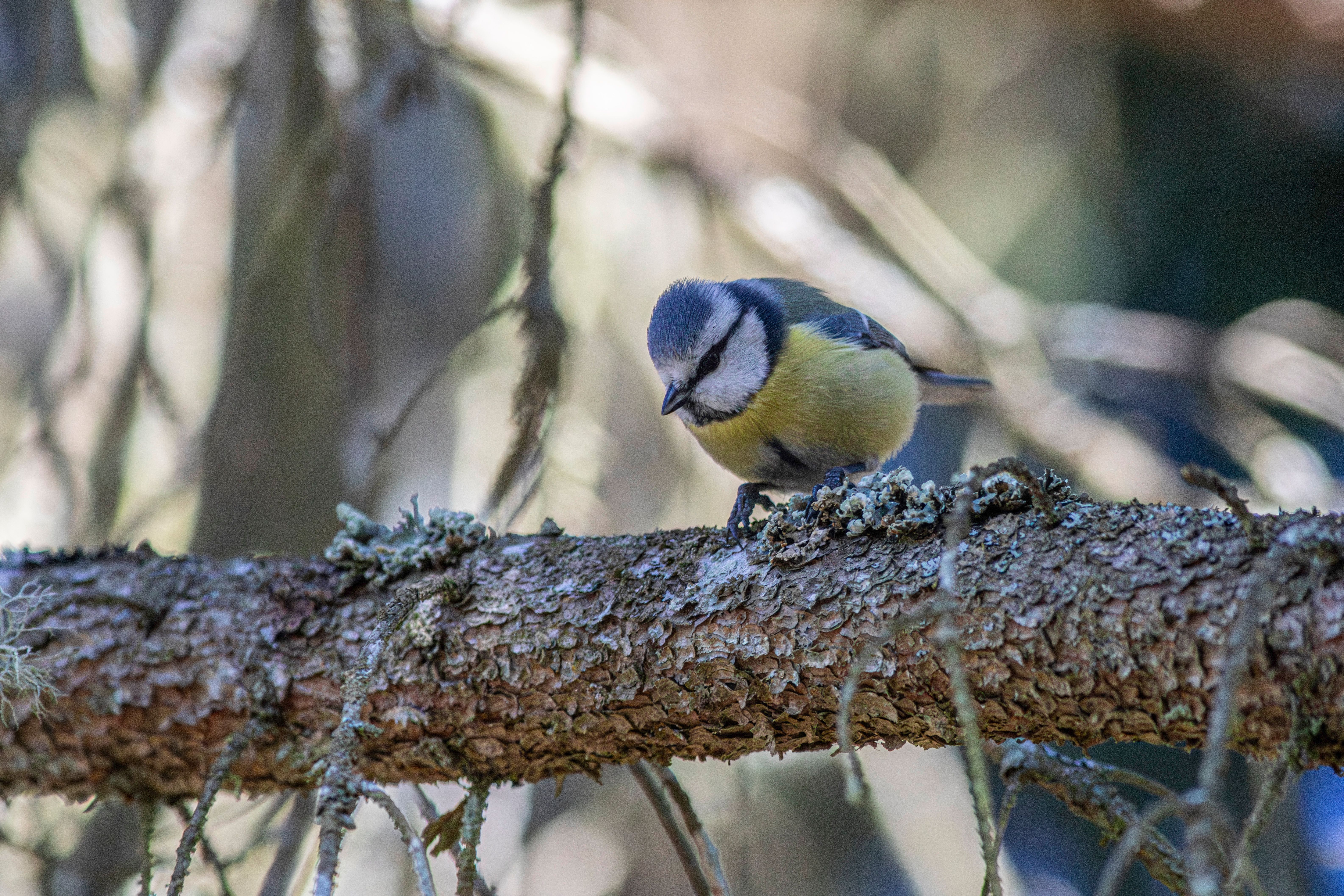 Mésange Bleue : Guide Complet Jardin 2026