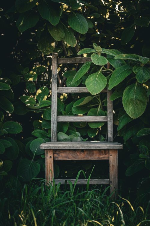 Free A weathered wooden chair surrounded by dense green foliage, exuding a serene rustic charm. Stock Photo