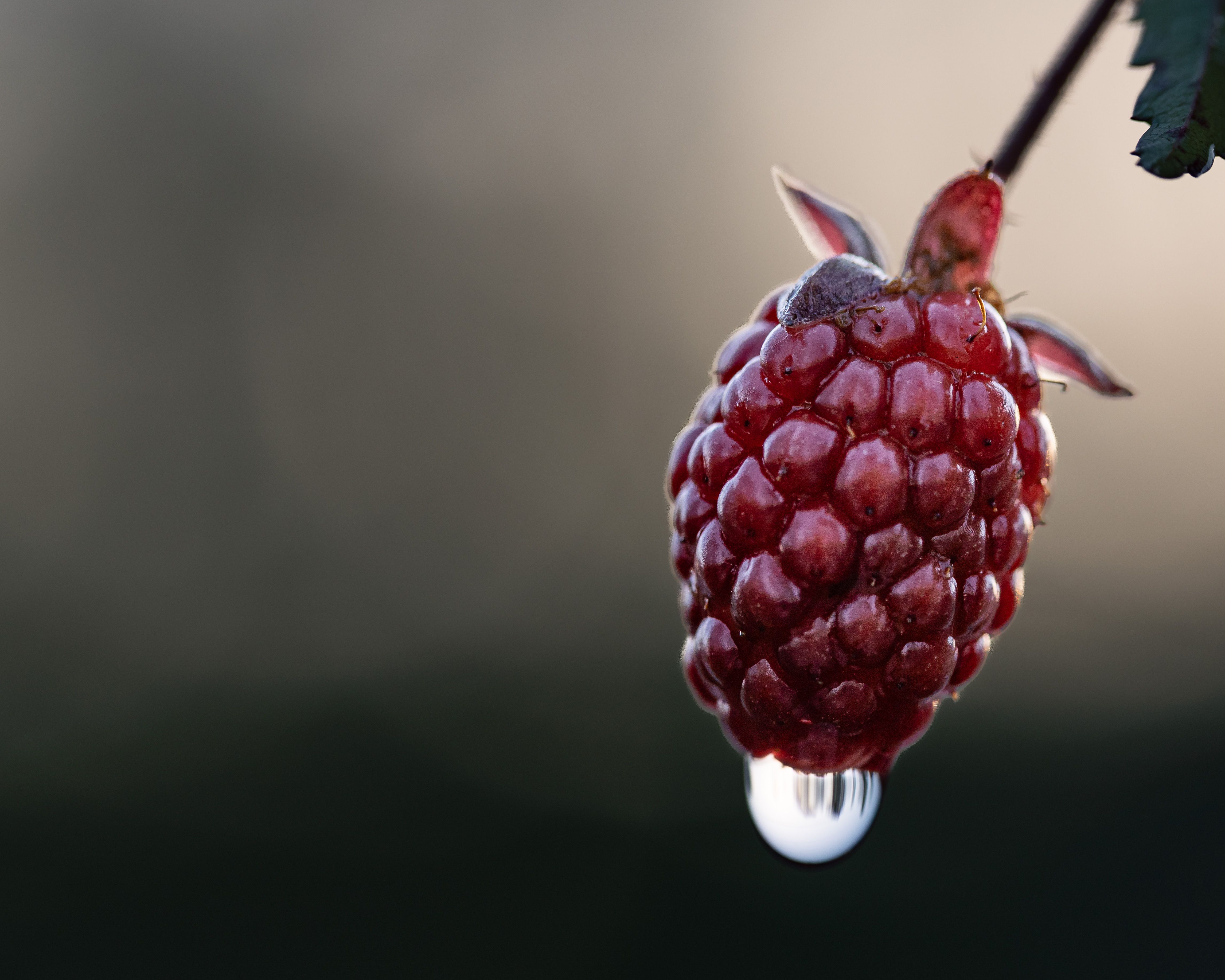 Detailed image of a fresh raspberry with a dew droplet, highlighting its texture and vibrant color.