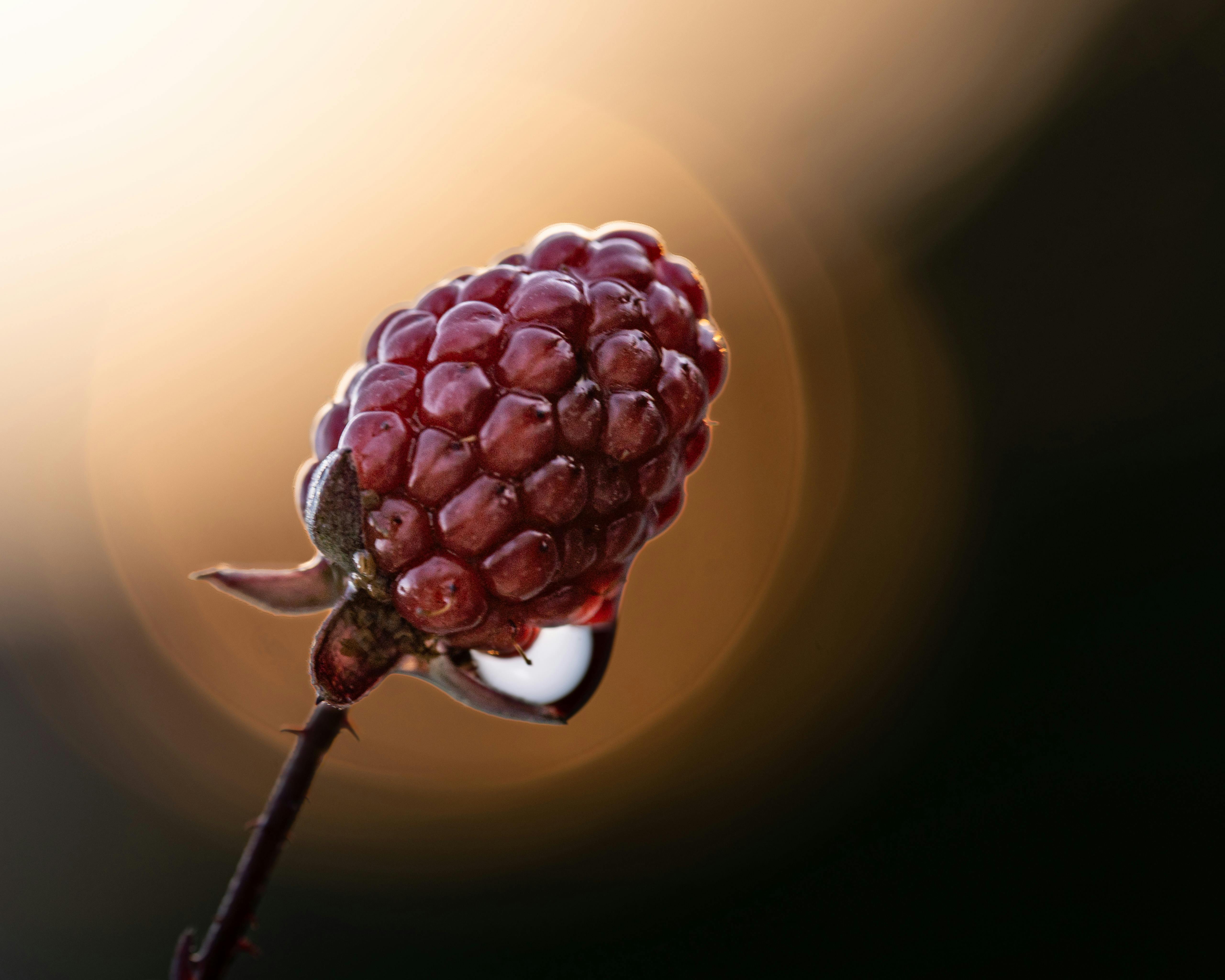 Genética da amora: cientistas descobrem chave genética para frutificação no primeiro ano