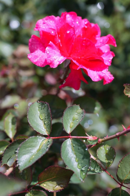 Free Close-up of a vibrant pink rose with dewdrops, captured in sunlight, showcasing nature's beauty. Stock Photo