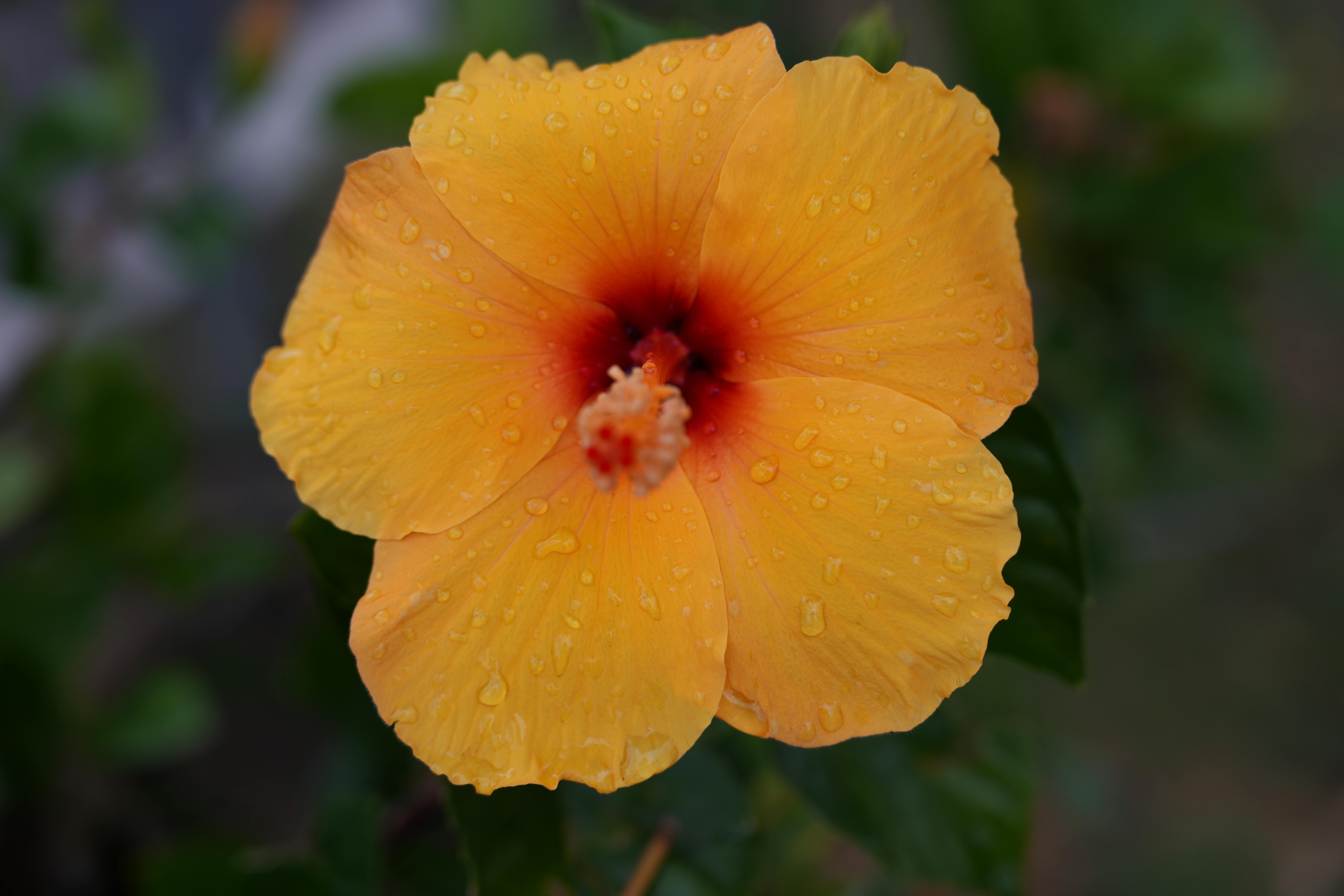 Detailed image of a vibrant yellow hibiscus flower with dewdrops, showcasing natural beauty.