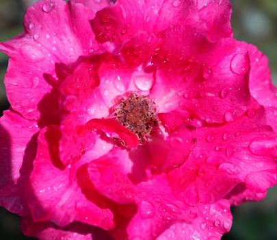 A close-up shot of a vibrant pink rose covered with fresh dew drops.