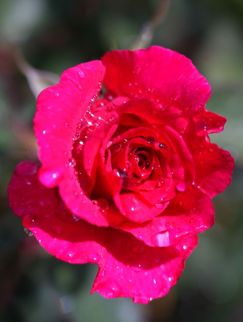 Free A stunning close-up of a fresh red rose covered in dewdrops, showcasing its vibrant petals. Stock Photo
