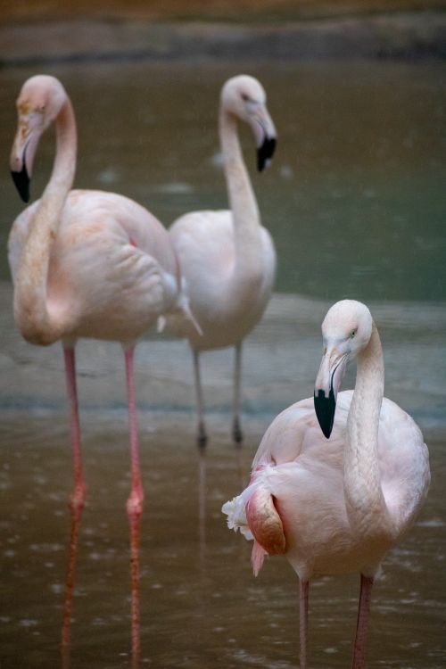 Free Three elegant flamingos gracefully standing in serene water in Gaziantep, Türkiye. Stock Photo