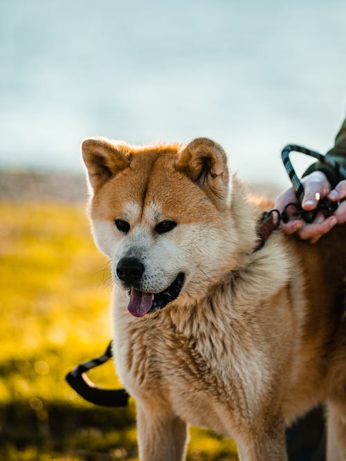 Nahaufnahmefoto Des Braunen Hundes