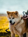 一只可爱的秋田犬被拴着皮带，在户外展现出俏皮蓬松的魅力