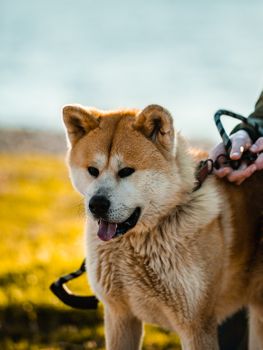 一只可爱的秋田犬被拴着皮带，在户外展现出俏皮蓬松的魅力
