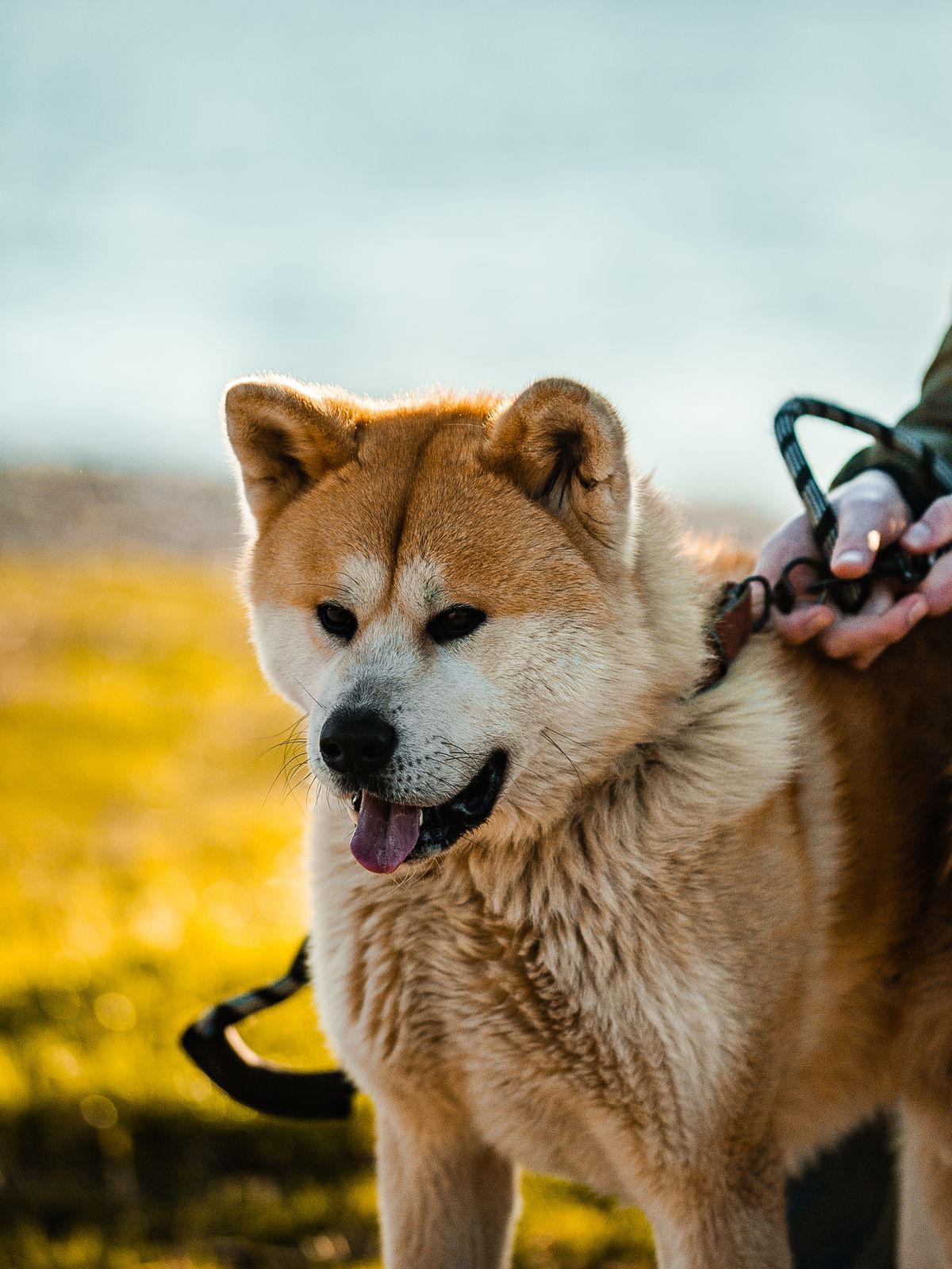 Prix d'un Akita Inu en France : achat, santé et budget à prévoir