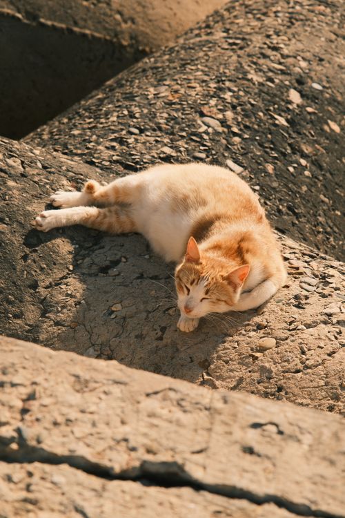 Free A ginger cat peacefully sleeps on textured rocky terrain under warm sunlight. Stock Photo