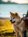 阳光明媚的海边，一只美丽的秋田犬被拴着散步，展示着它蓬松的皮毛和友好的举止