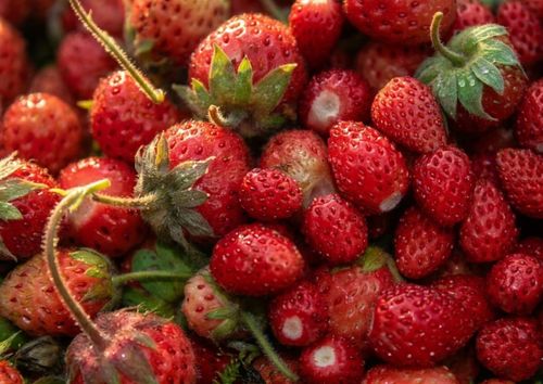 Free Close-up view of ripe, juicy wild strawberries with green leaves. Stock Photo