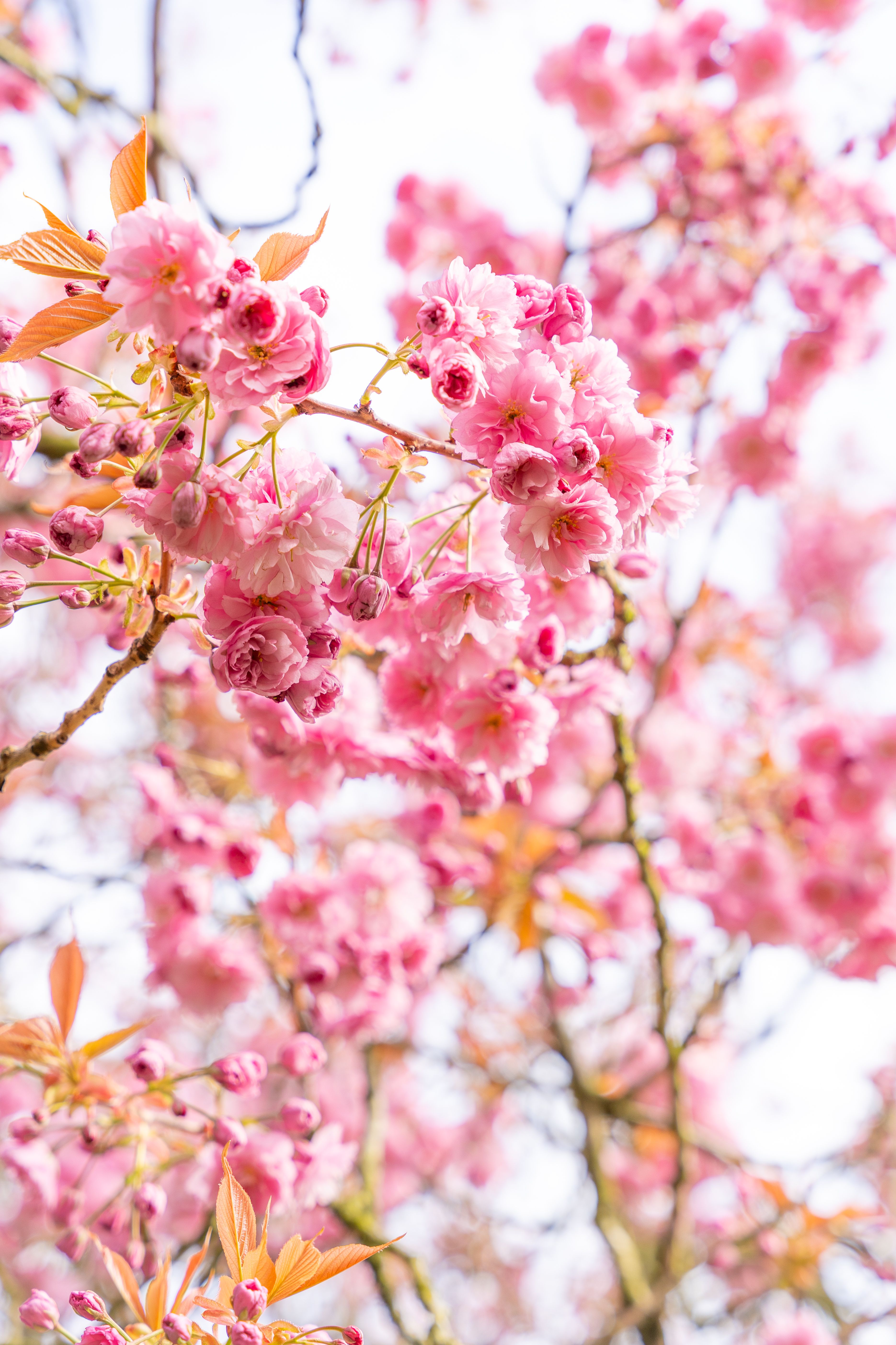 Close-up of Pink Cherry Blossoms in Spring · Free Stock Photo