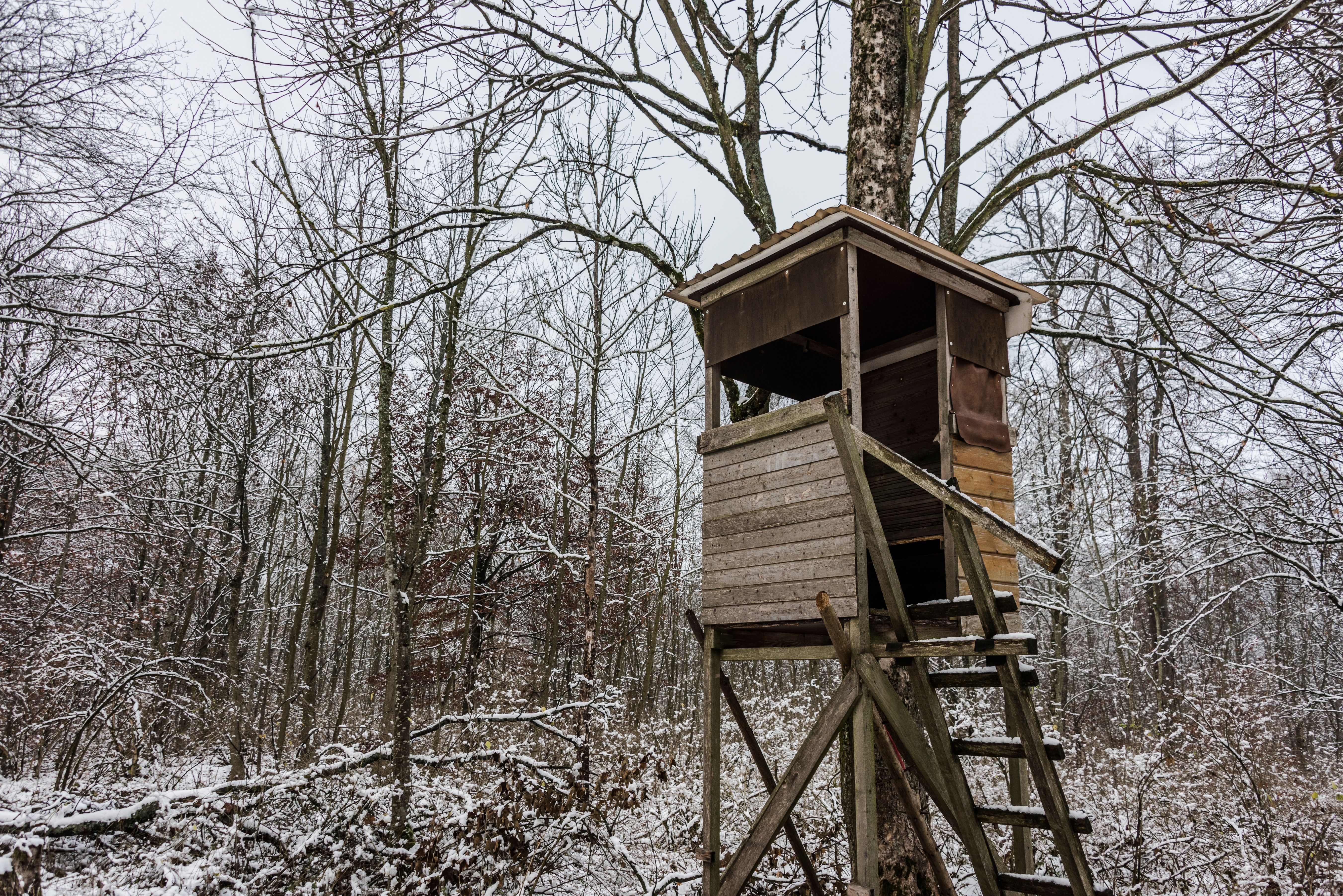 Brown Wooden House in the Middle of the Forest · Free Stock Photo