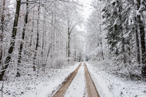 Snow Covered Road Between Bare Trees