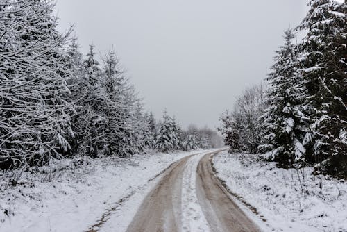 Jalan Yang Tertutup Salju Antar Pohon
