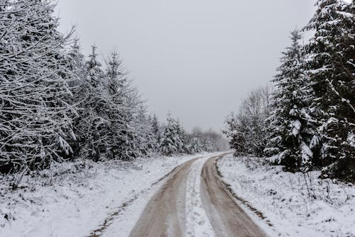 Snow Covered Road Between Trees