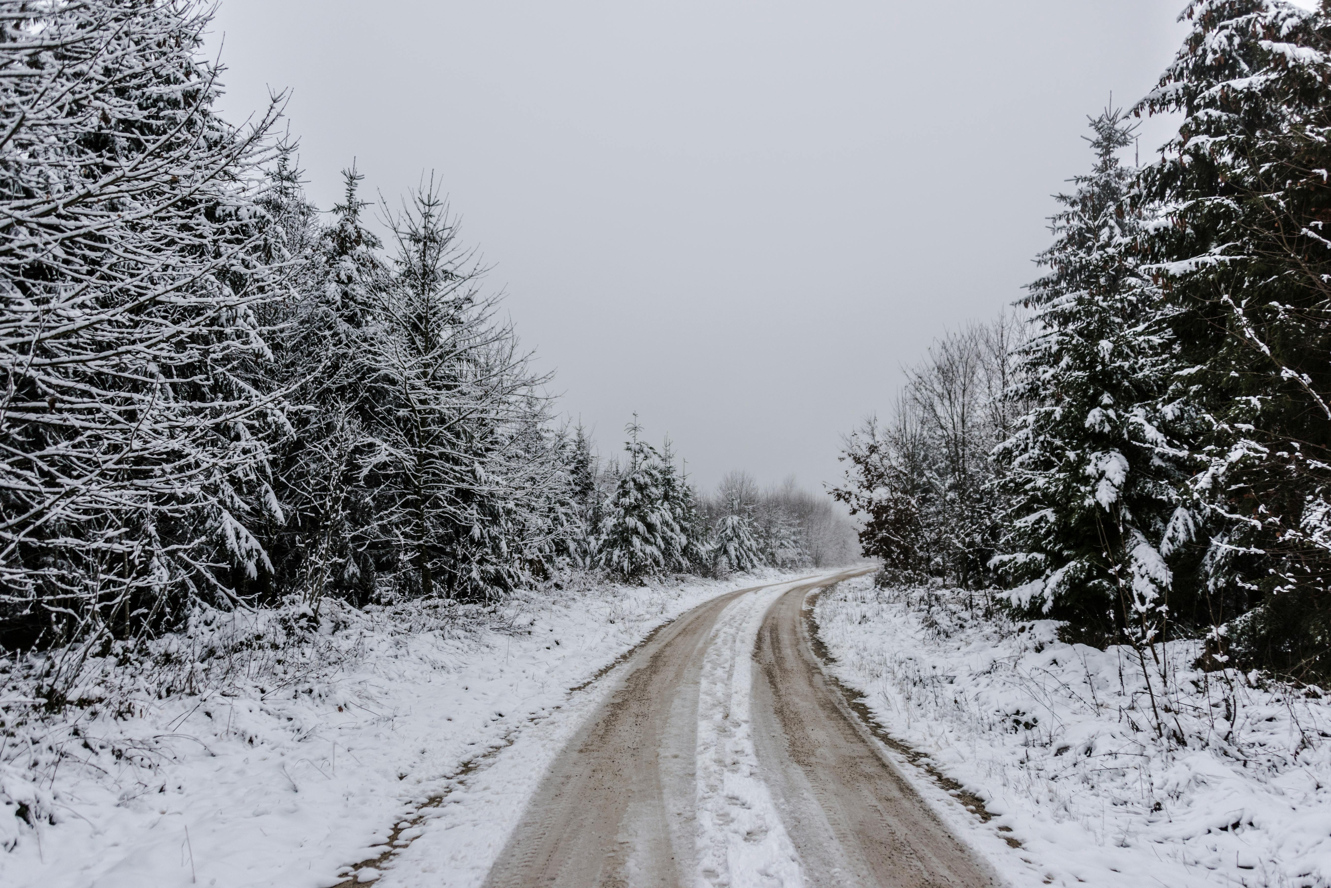 Snow Covered Road Between Trees · Free Stock Photo