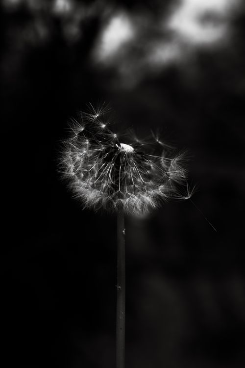 Free Artistic black and white close-up of a dandelion against a dark background. Stock Photo