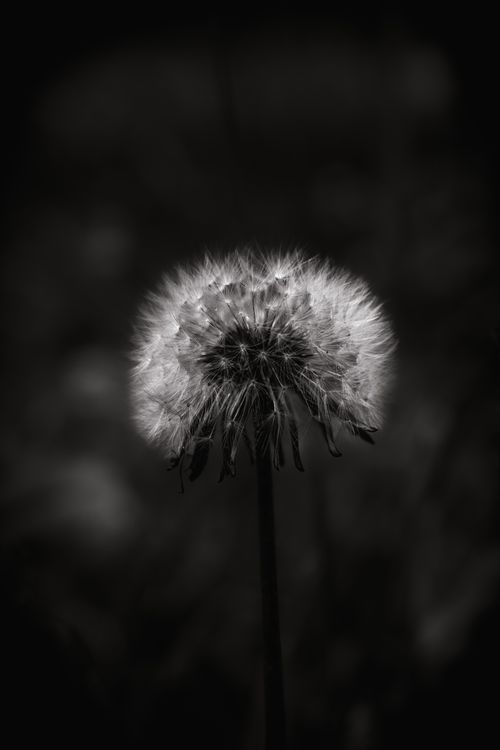 Free Artistic black and white close-up of a dandelion seed head with soft lighting. Stock Photo