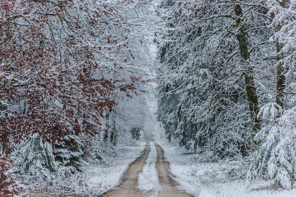 árvores Cobertas De Neve