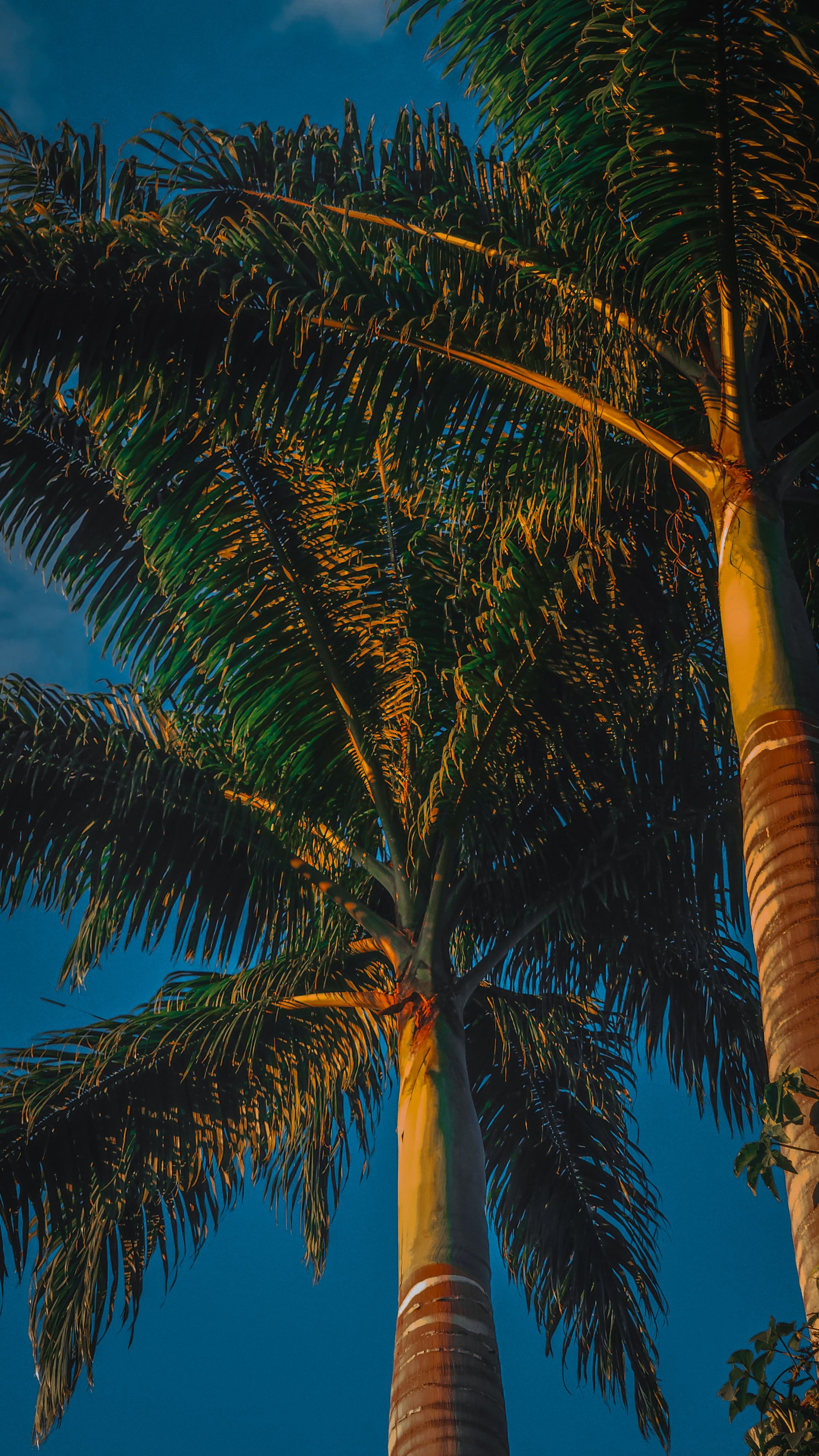 Lush Palm Trees Against Vibrant Blue Sky · Free Stock Photo