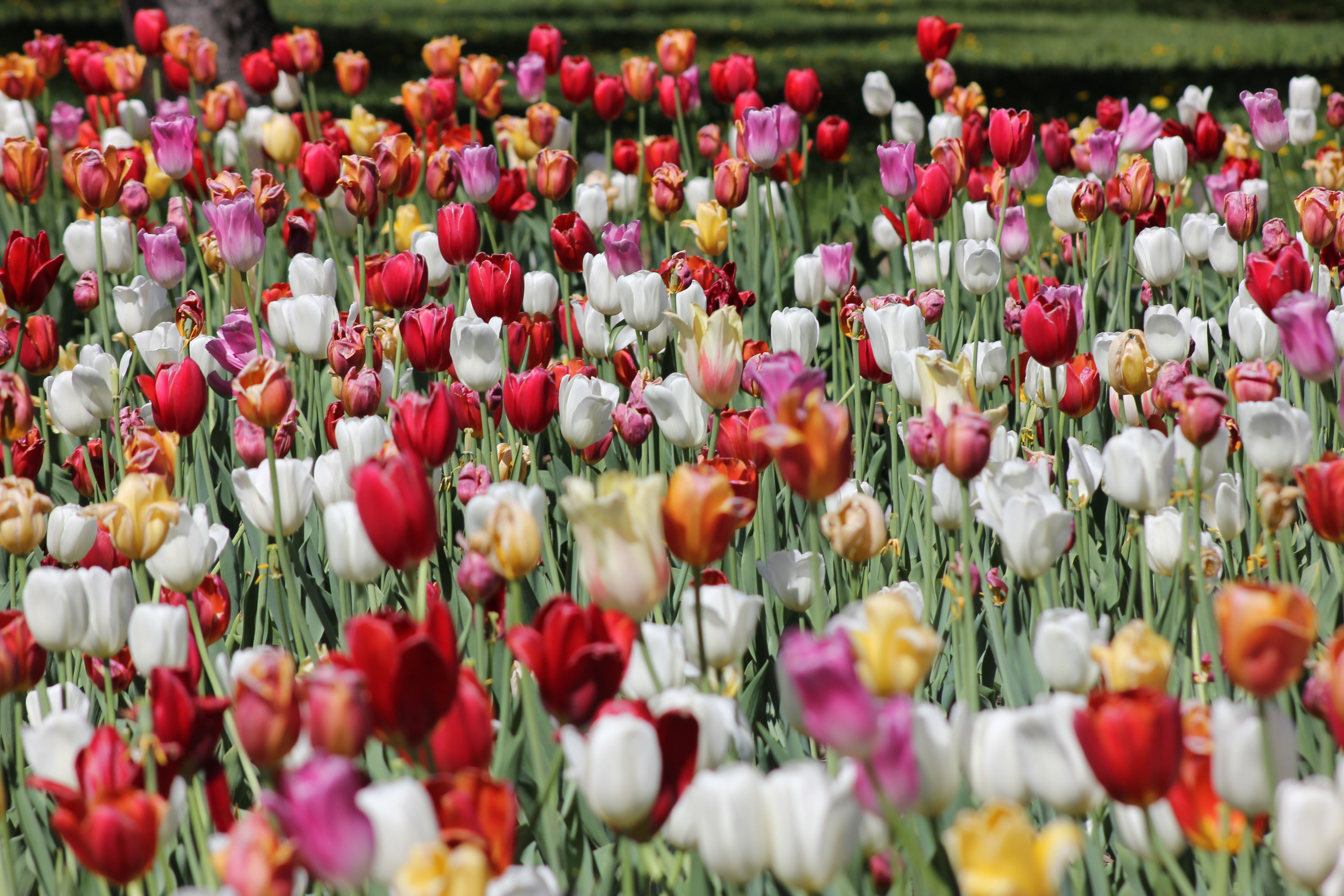 Vibrant Tulip Field in Montreal's Spring Season · Free Stock Photo