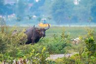 A majestic water buffalo grazing amidst lush vegetation in Da Nang, Vietnam.