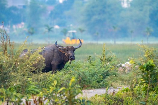 A majestic water buffalo grazing amidst lush vegetation in Da Nang, Vietnam.