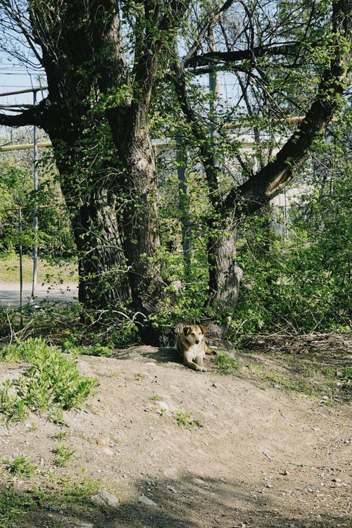Free A vigilant dog rests under a large tree in a lush forest setting in Talgar, Almaty Region. Stock Photo