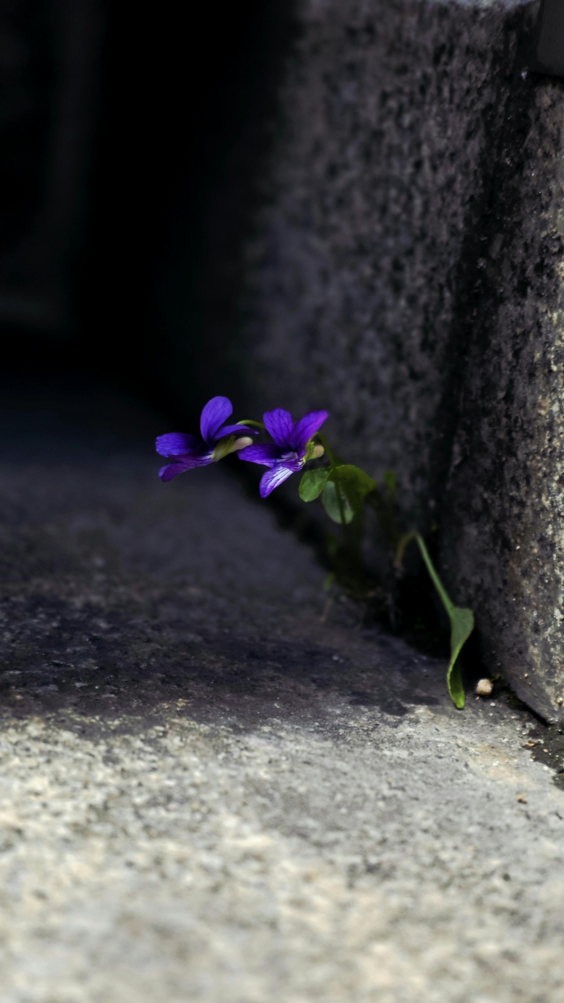 Resilience 1