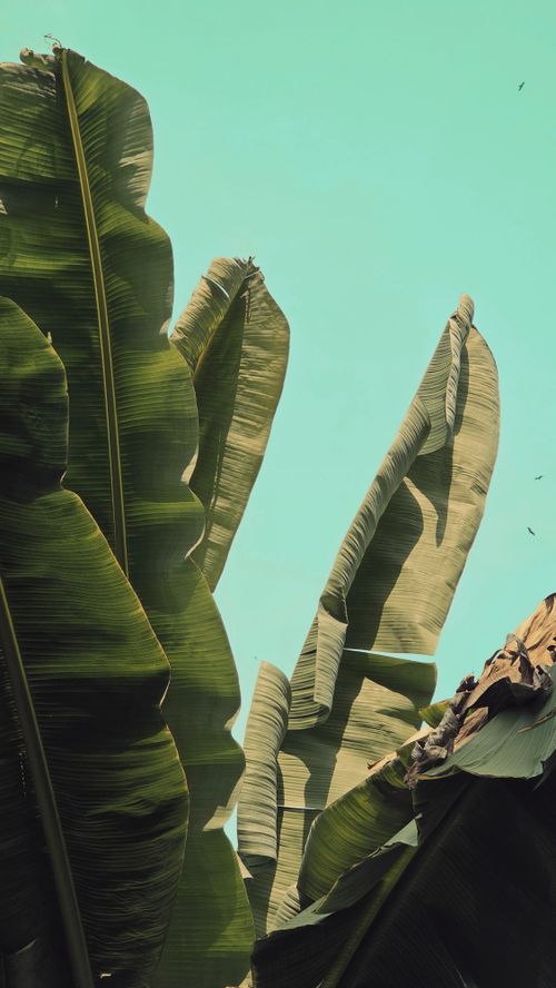 Free Close-up of large banana leaves silhouetted against a clear, blue sky. Stock Photo