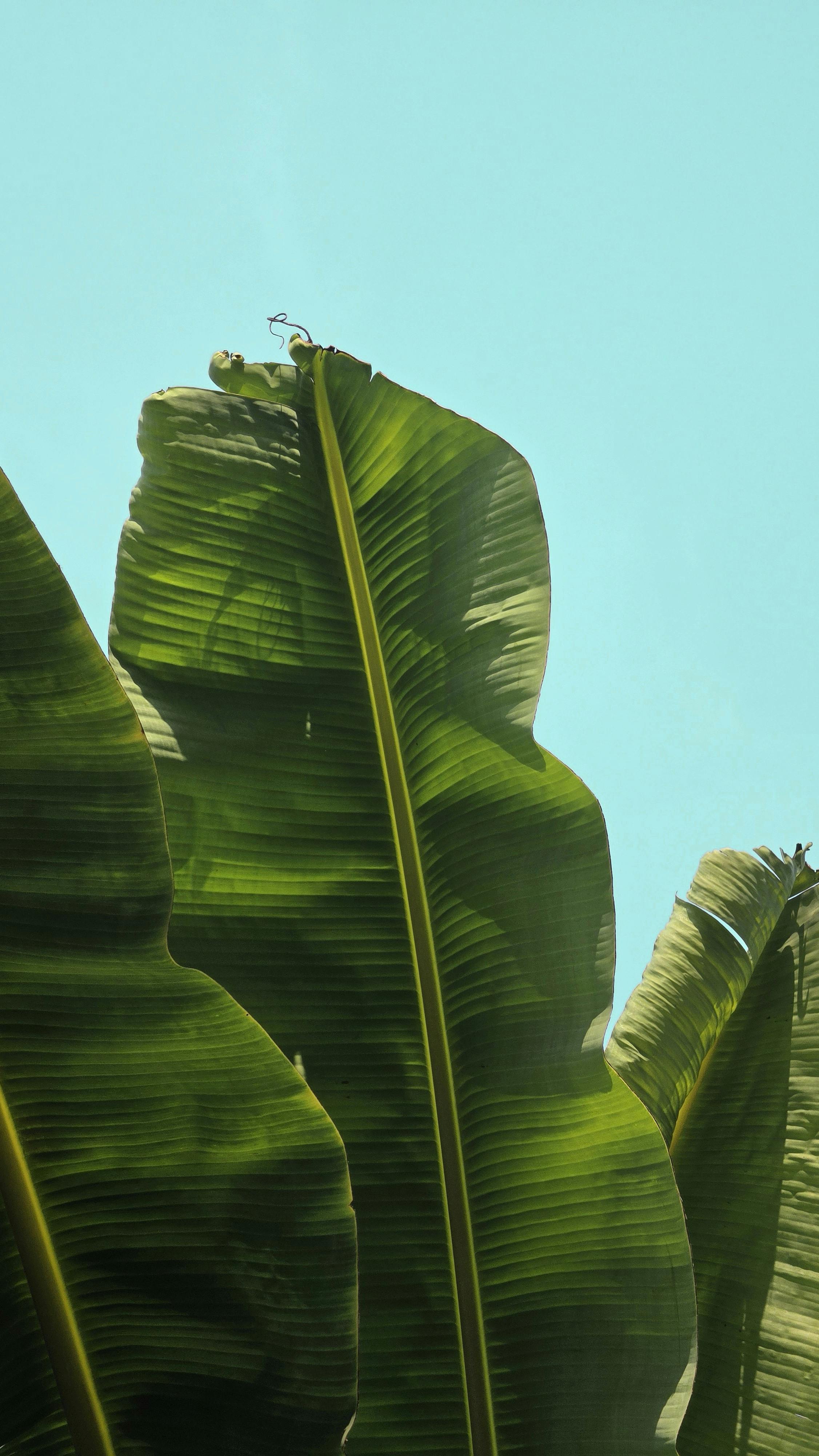 Lush green tropical banana leaves reaching towards a clear blue sky.