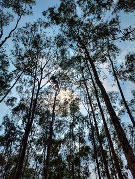 View of tall eucalyptus trees reaching towards a bright blue sky.