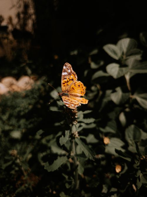 Free Close-up of an orange butterfly perched on a green leaf, basking in sunlight. Stock Photo