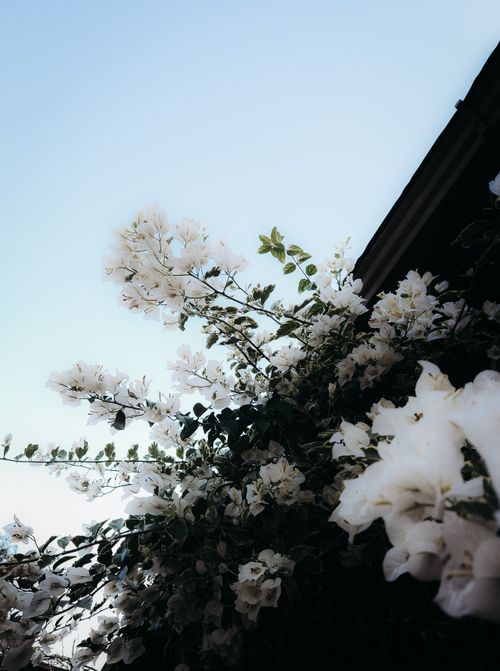 Free Photo of white bougainvillea flowers in bloom with a clear blue sky backdrop, conveying serenity and natural beauty. Stock Photo