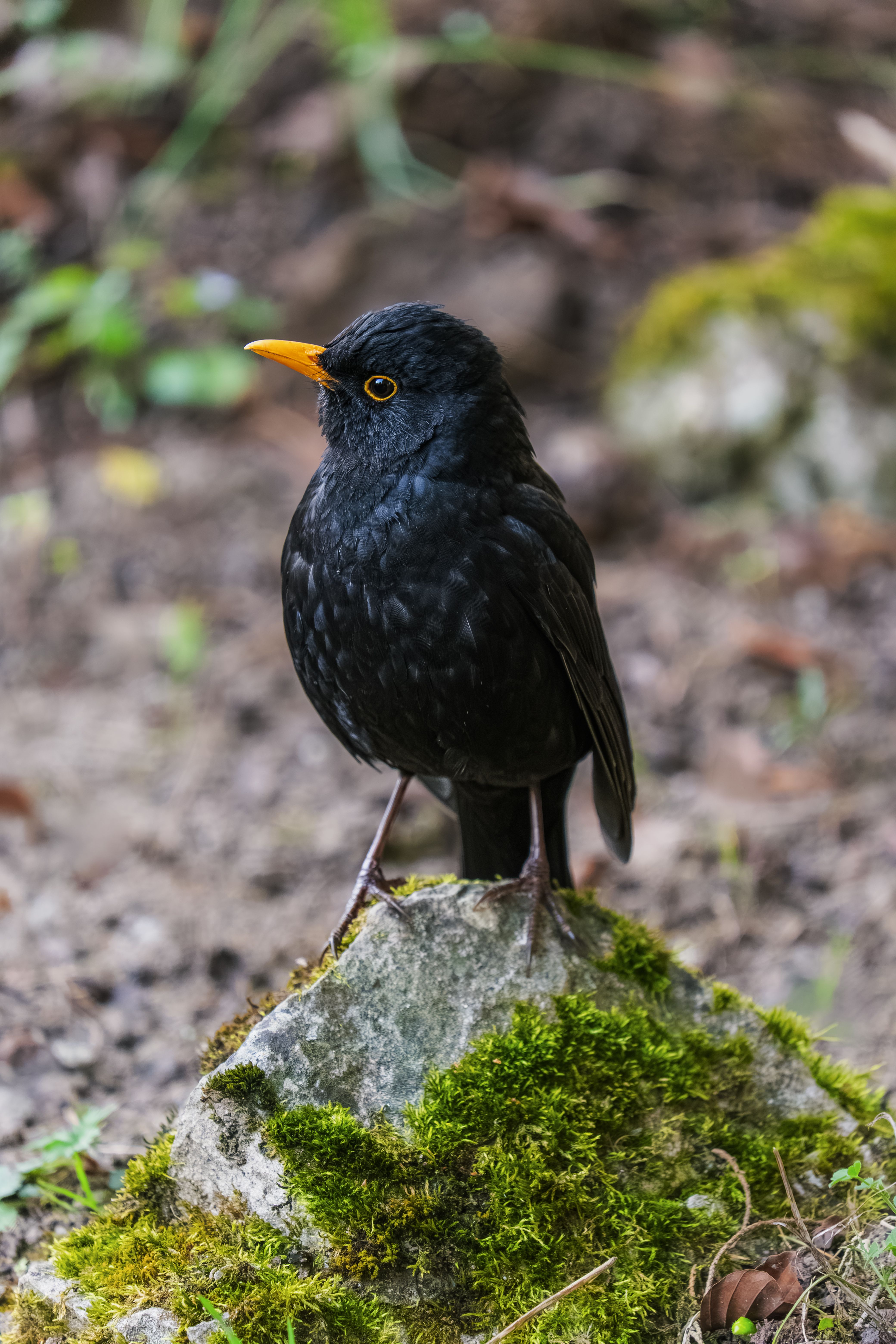 Detailed image of a Common Blackbird perched on a mossy rock in a natural setting.