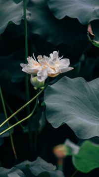 White lotus in a quiet pond