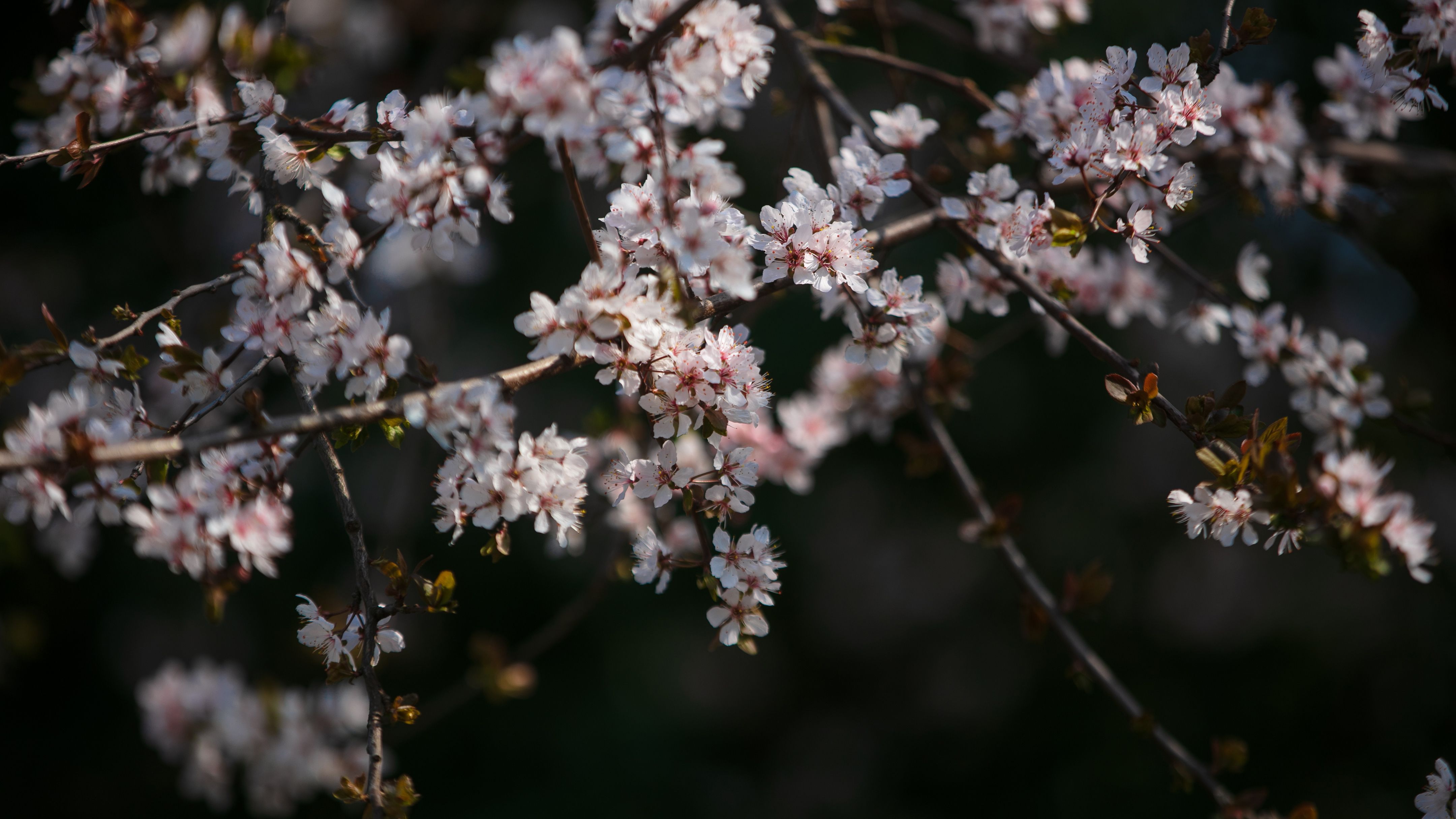 Close-up of cherry blossoms on a sunny spring day in China.