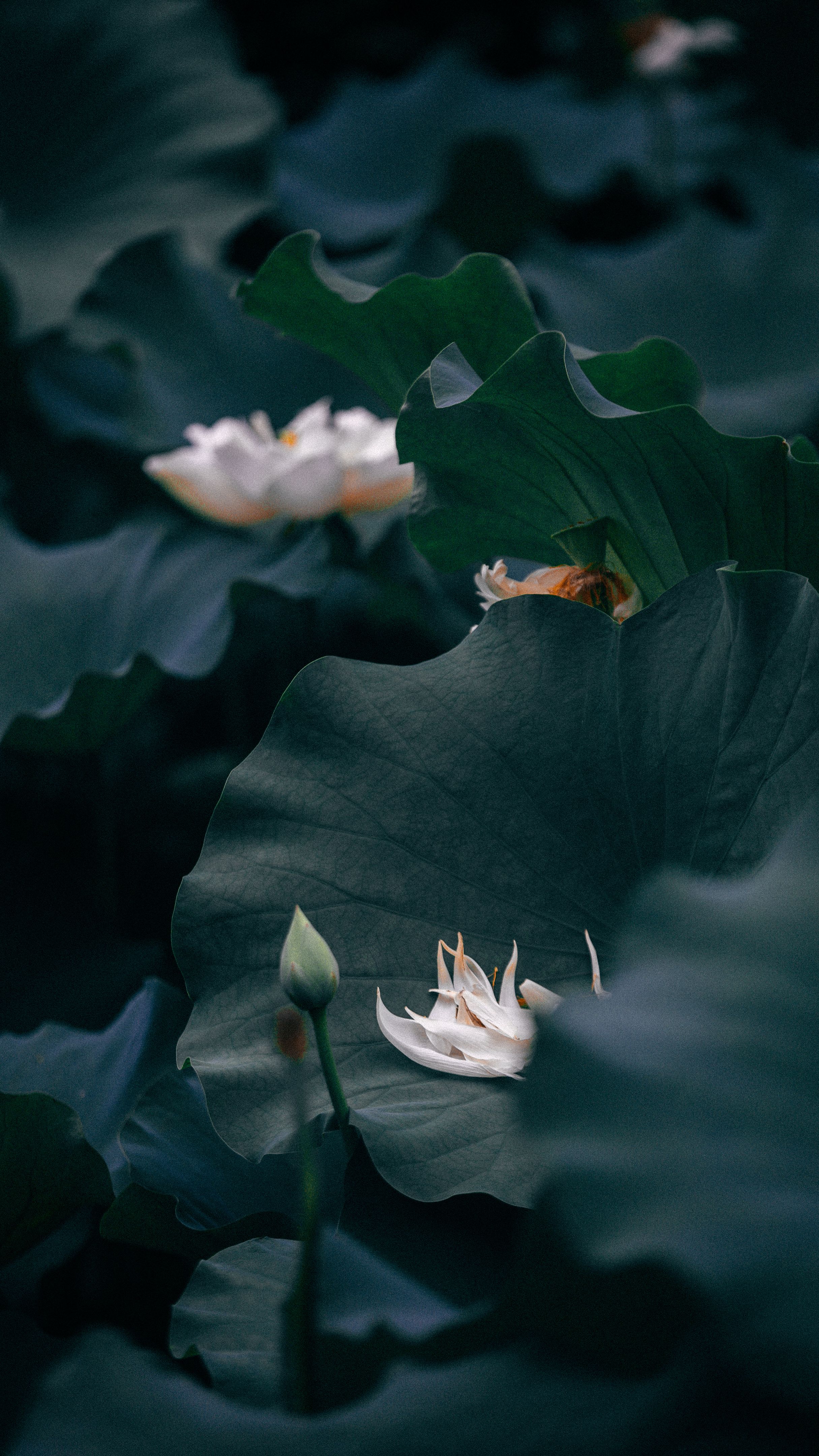 莲花 Photos, Download The BEST Free 莲花 Stock Photos & HD Images