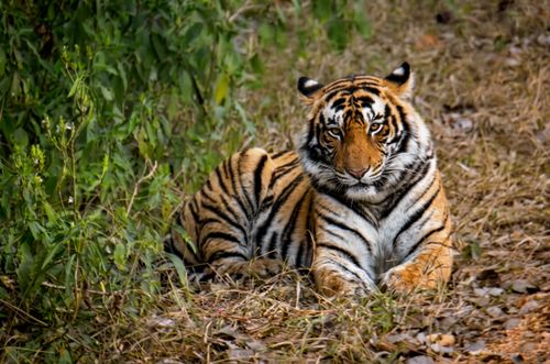 Free Bengal tiger lying on grass in Rajasthan, showcasing its regal presence. Stock Photo