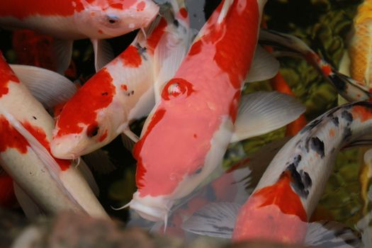 Colorful koi fish swimming gracefully in a tranquil pond.