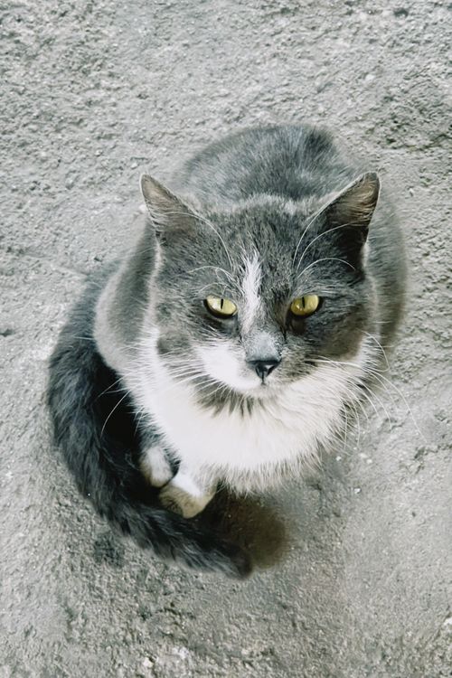 Gray and White Cat Sitting on Rough Ground · Free Stock Photo