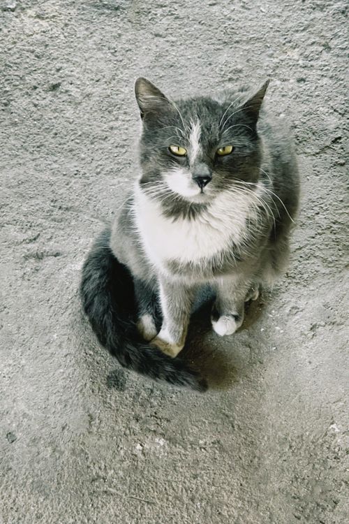 Free A gray and white cat sits gracefully on a gritty concrete surface. Stock Photo