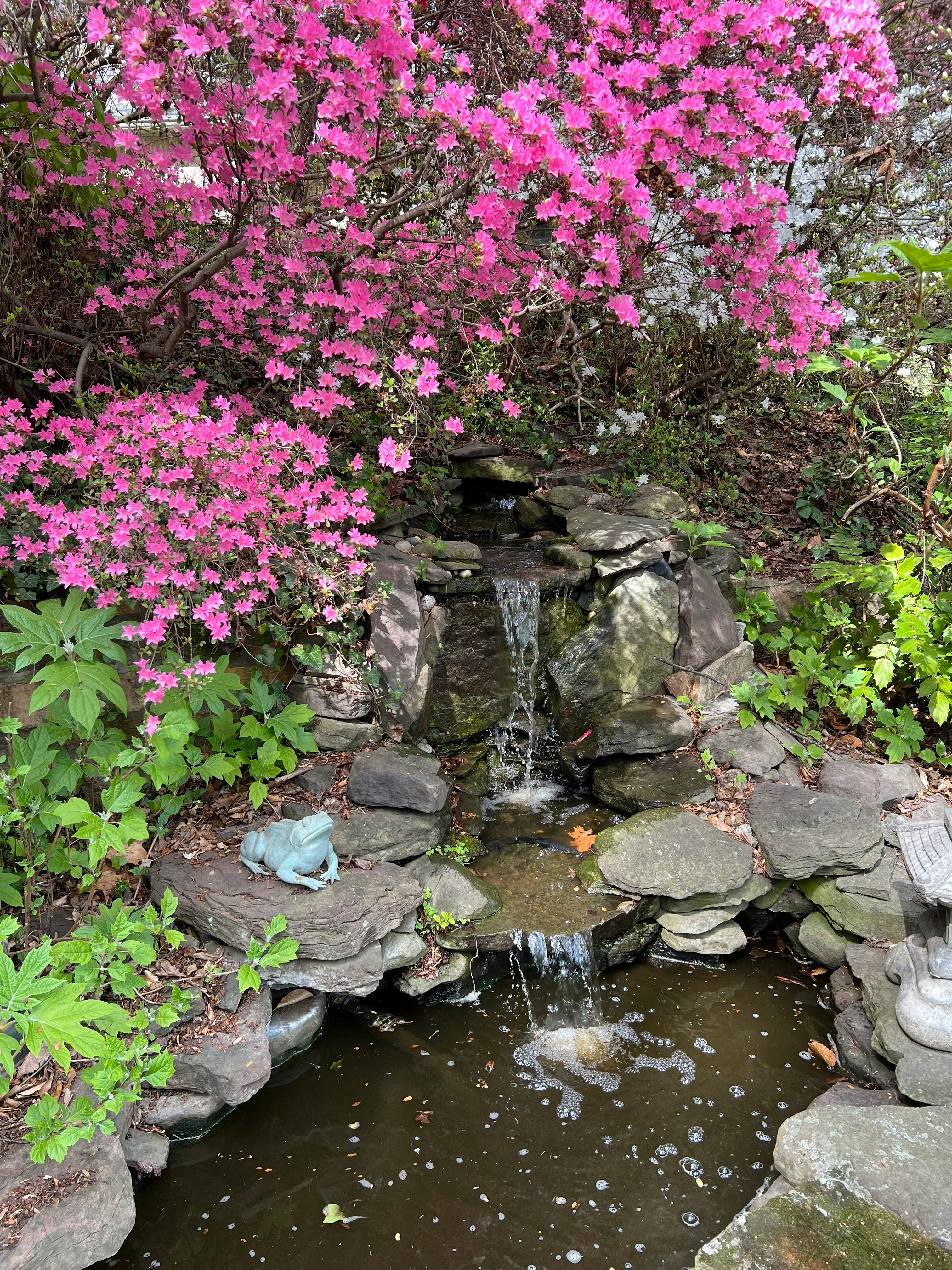 A serene garden scene featuring a small waterfall surrounded by lush greenery and pink azalea flowers.