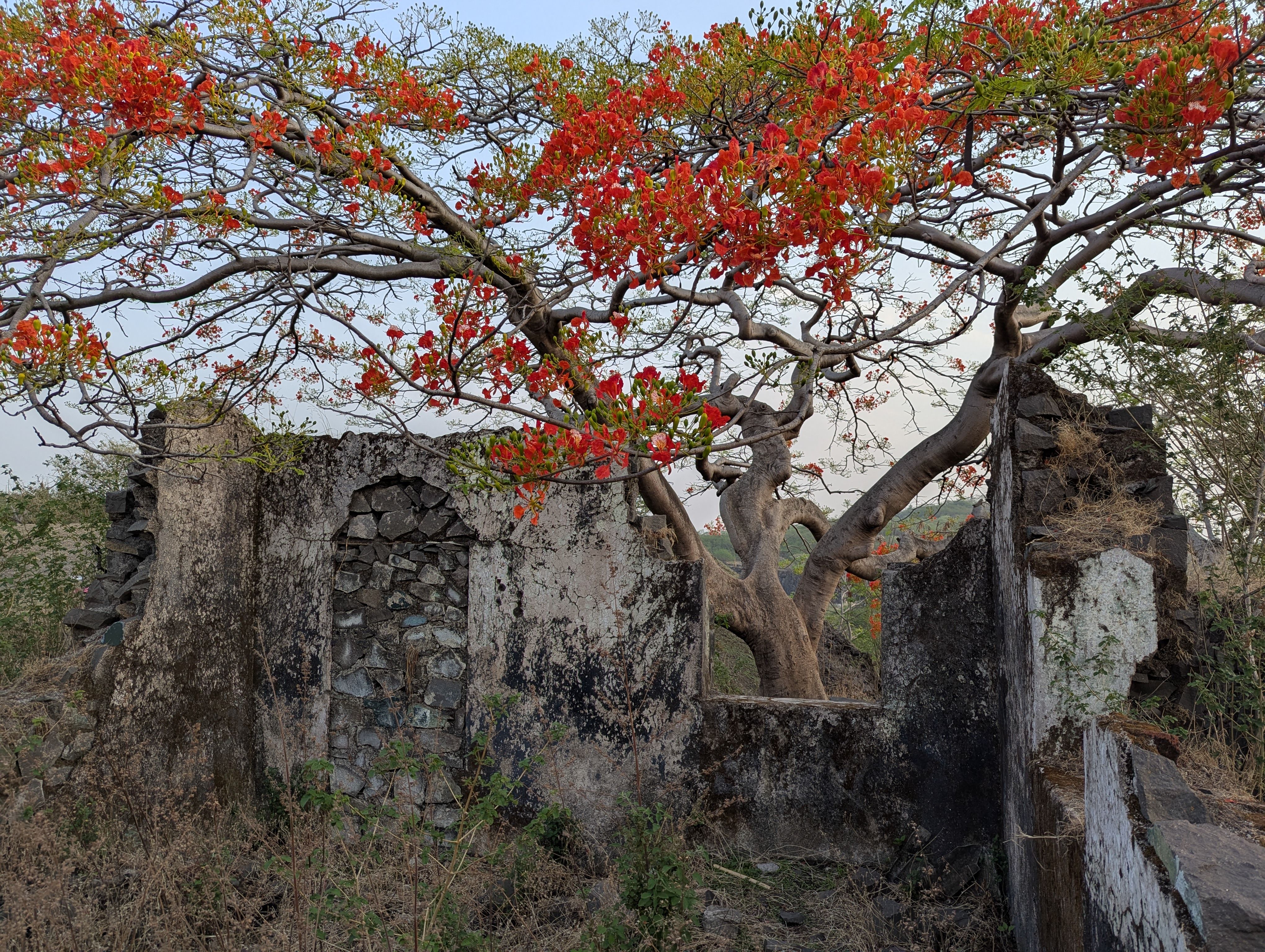 Vibrant Flame Tree Against Ruins in Pune · Free Stock Photo