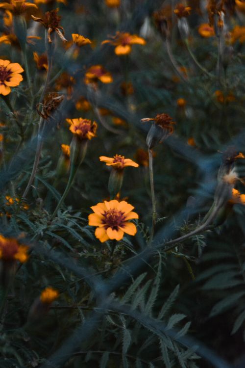Free A close-up view of marigold flowers in full bloom with vivid colors in a Rawalpindi garden. Stock Photo