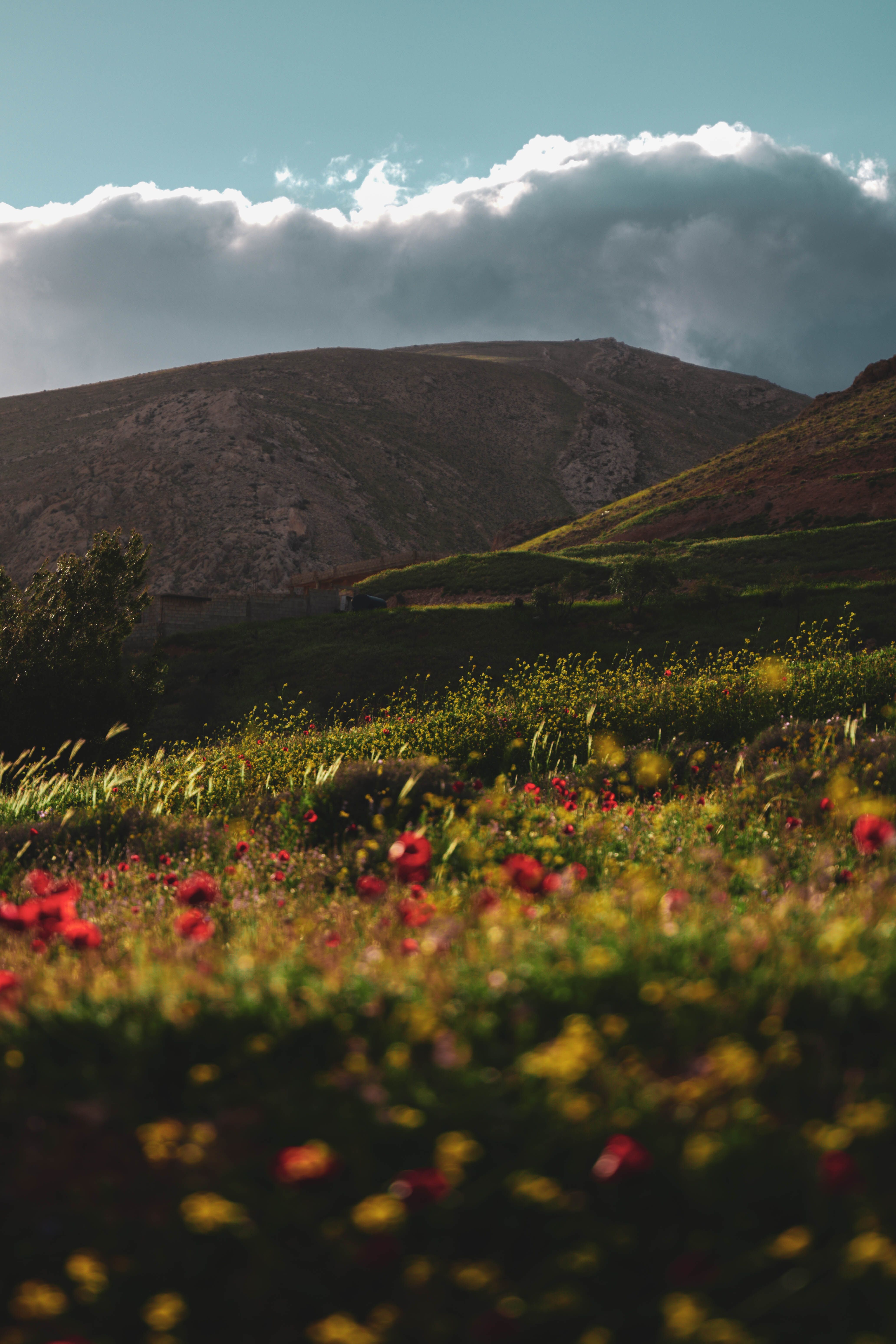 Scenic Spring Landscape in Bsima with Wildflowers · Free Stock Photo