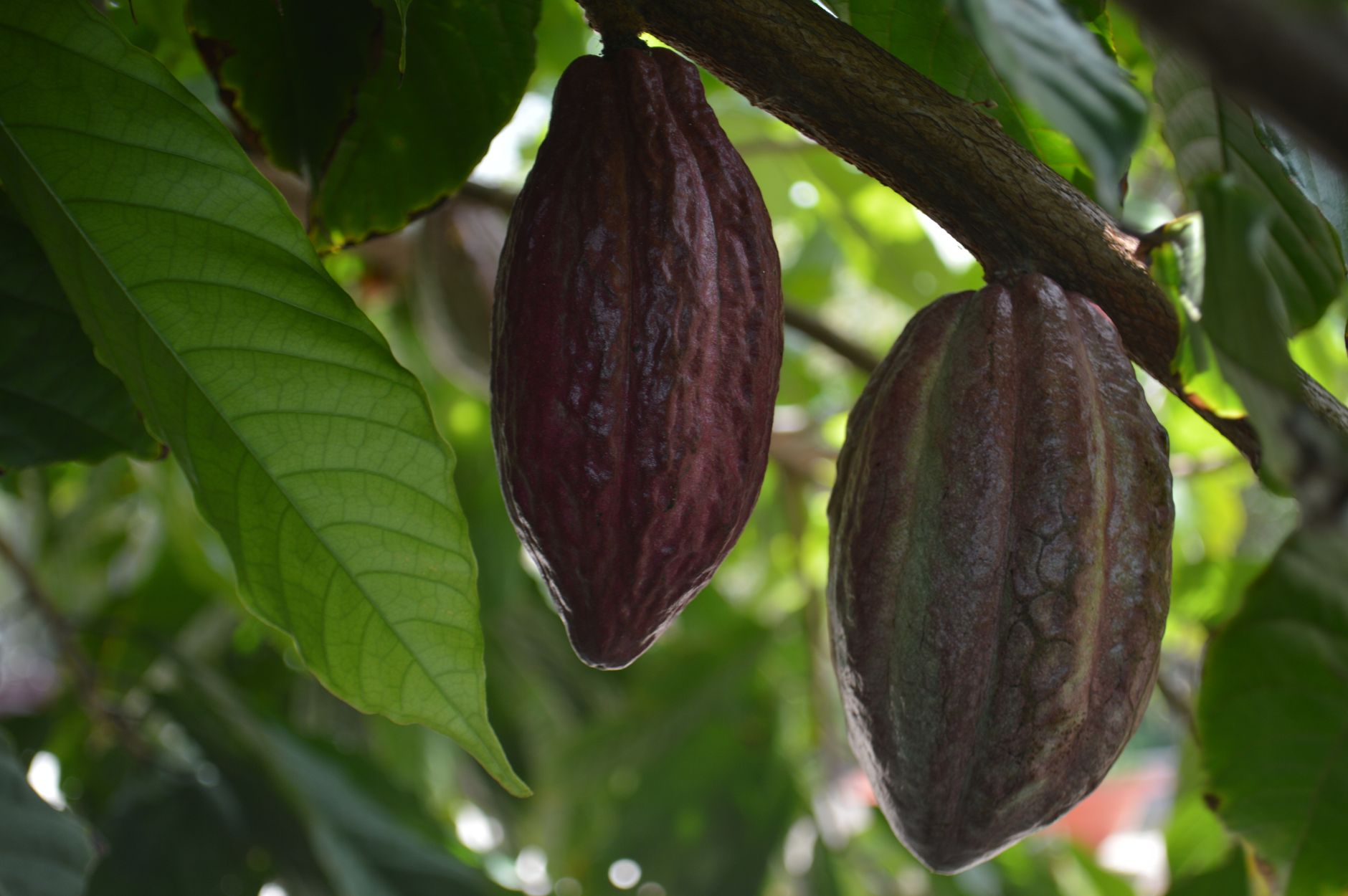 Close-up of ripe cocoa pods hanging on a tree branch in a lush tropical environment.