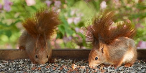Free Two red squirrels foraging for seeds in a vibrant spring garden, showcasing nature's charm. Stock Photo